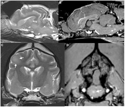 Case report: A case of tetanus in a dog: cranial nerve involvement and imaging findings